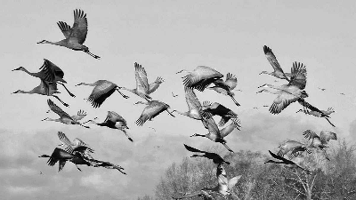 দূষণে বিপন্ন পরিযায়ী পাখি